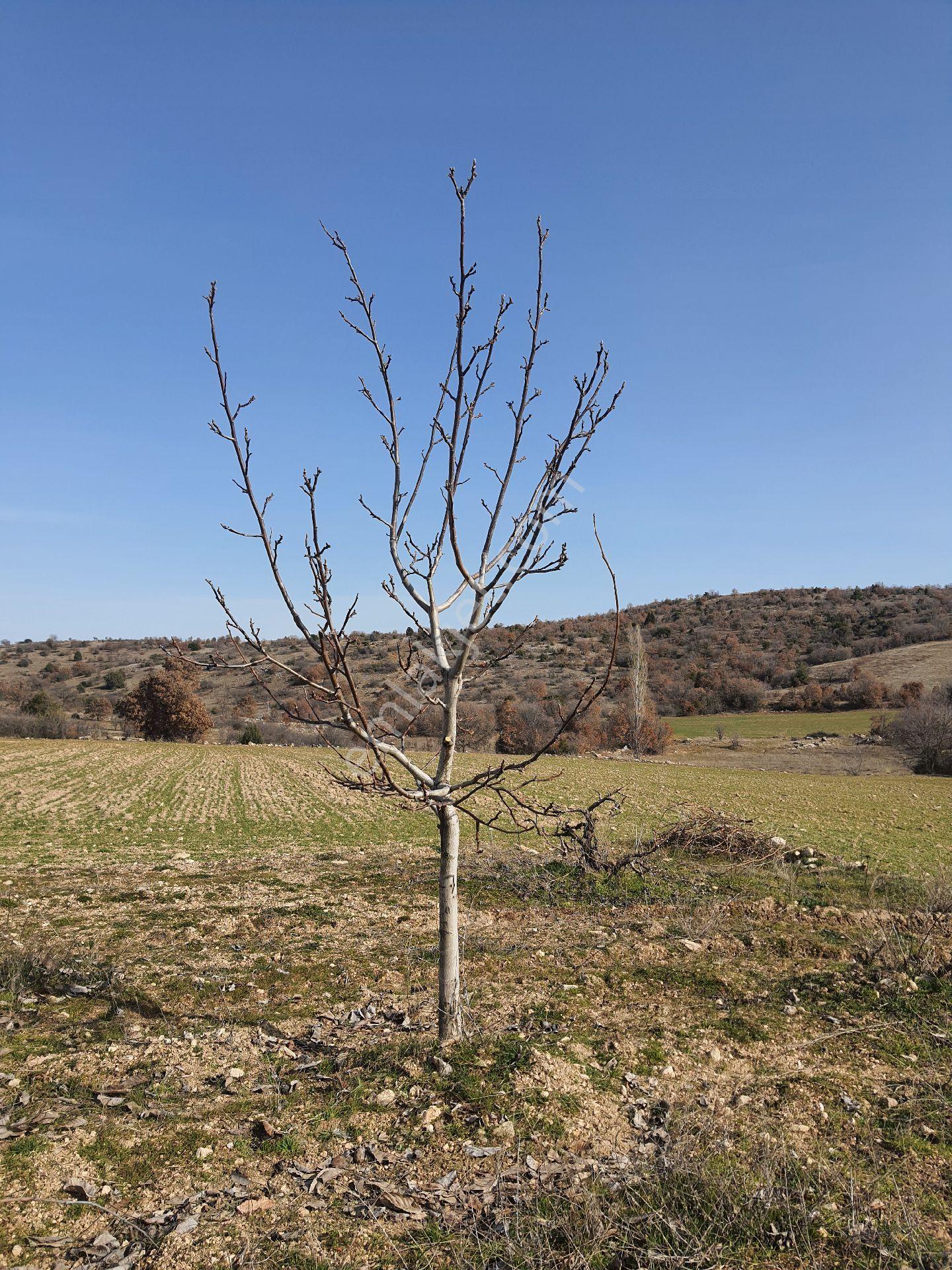 Sahibinden Satılık Bağ Bahçe - Görsel 27