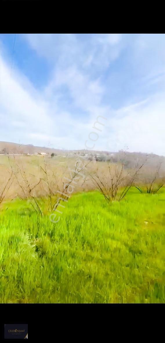 Sakarya Kocaali Hızar Mahallesinde 2.380m2 Fındık Bahçesi - Görsel 2