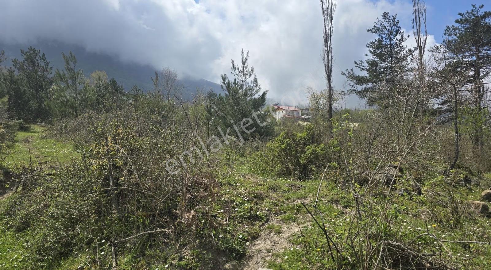 Cide İlkim Emlak'tan Şehir Merkezinde Köy İmarlı Arsa Satılık - Görsel 5