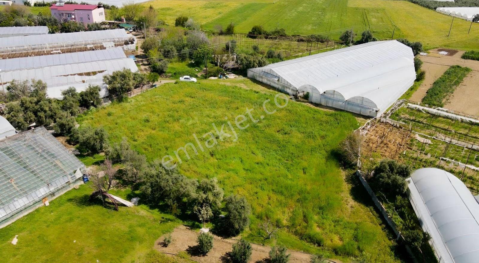 Hurmadibi Mevkii 4 Tapu Toplam 1800 Mt2 - Görsel 4