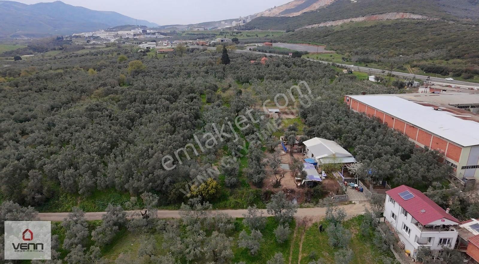 Orhangazi Gedelek Satılık 999 M2 Zeytinlik - Görsel 5