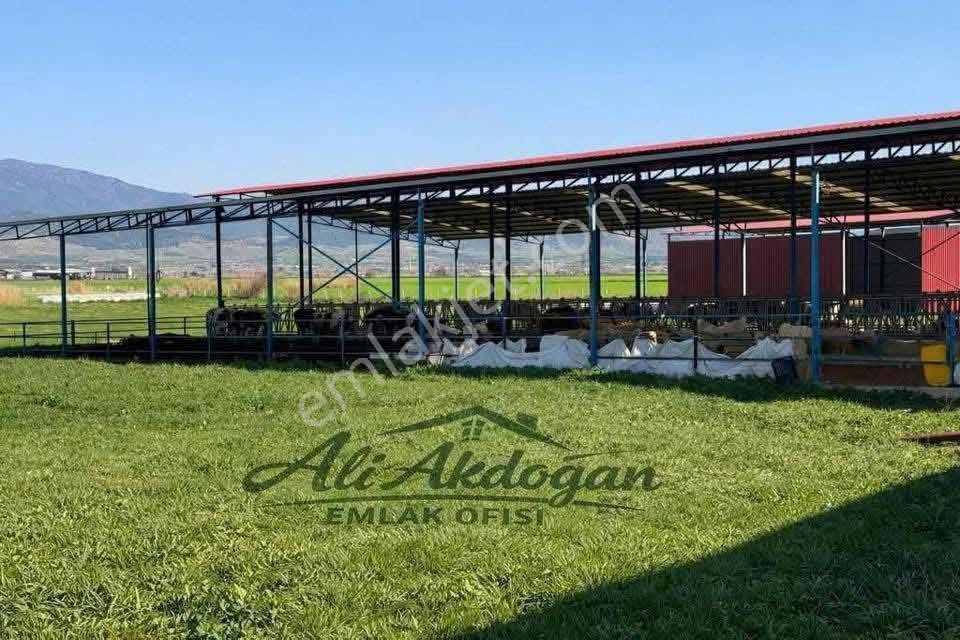 Ali Akdoğan Emlak Ofisinden Satılık Çiftlik Arazisi - Görsel 10