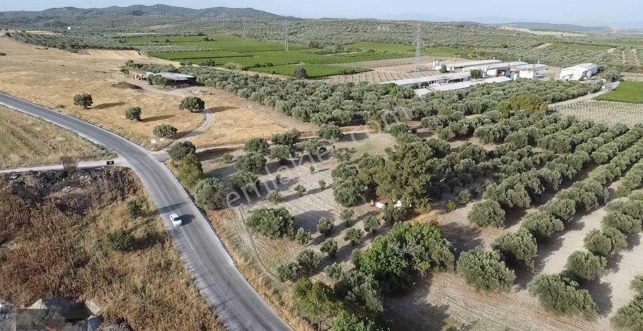 Saruhanlı'da Anayola Cephe Satılık Tarla - Görsel 6