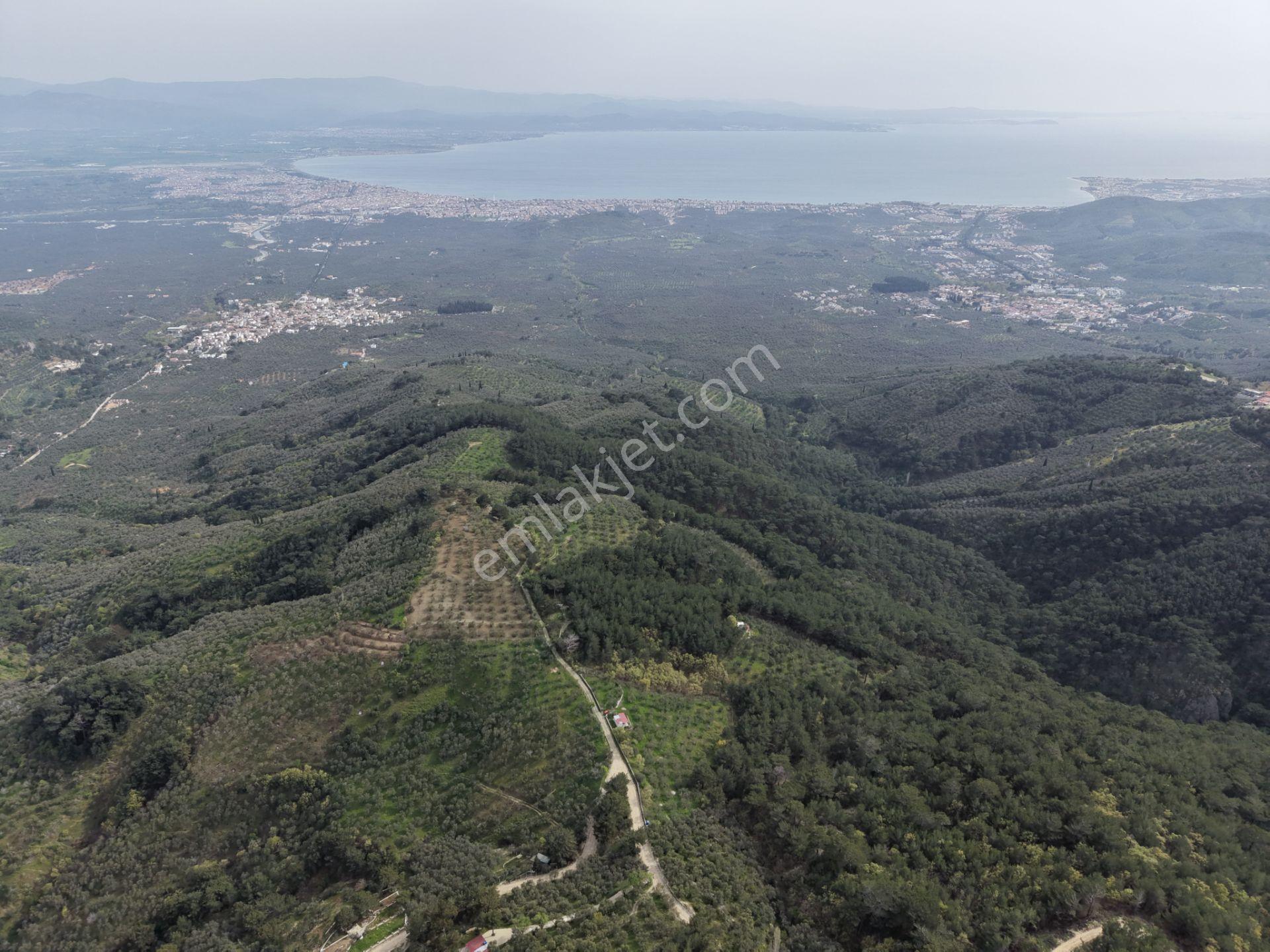 Mera Emlaktan Kızılkeçeli Köyü Müstakil Tapulu 6.197m2 Zeytinlik - Görsel 20