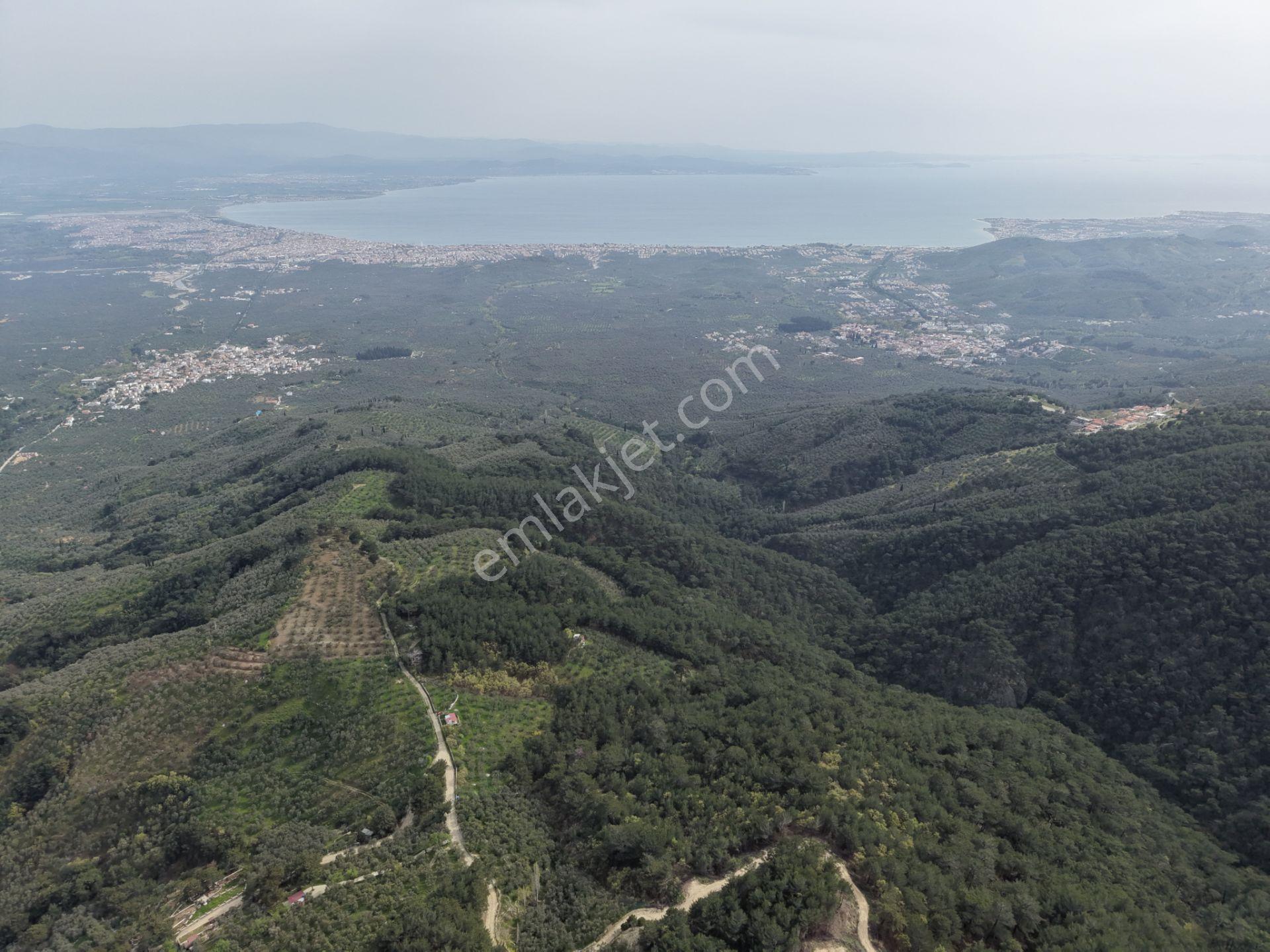 Mera Emlaktan Kızılkeçeli Köyü Müstakil Tapulu 6.197m2 Zeytinlik - Görsel 5