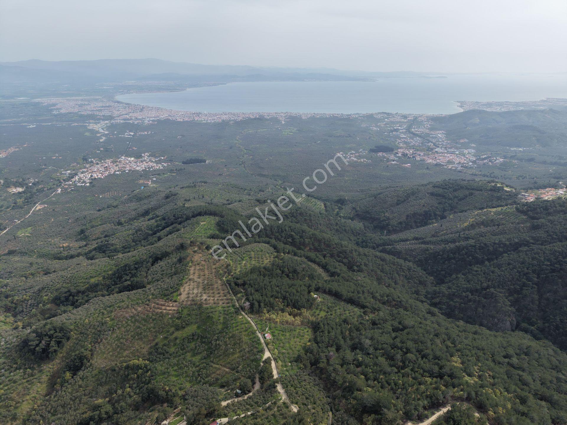 Mera Emlaktan Kızılkeçeli Köyü Müstakil Tapulu 6.197m2 Zeytinlik - Görsel 22