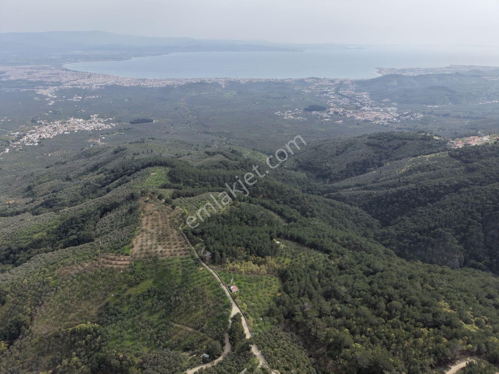 Mera Emlaktan Kızılkeçeli Köyü Müstakil Tapulu 6.197m2 Zeytinlik - Görsel 18