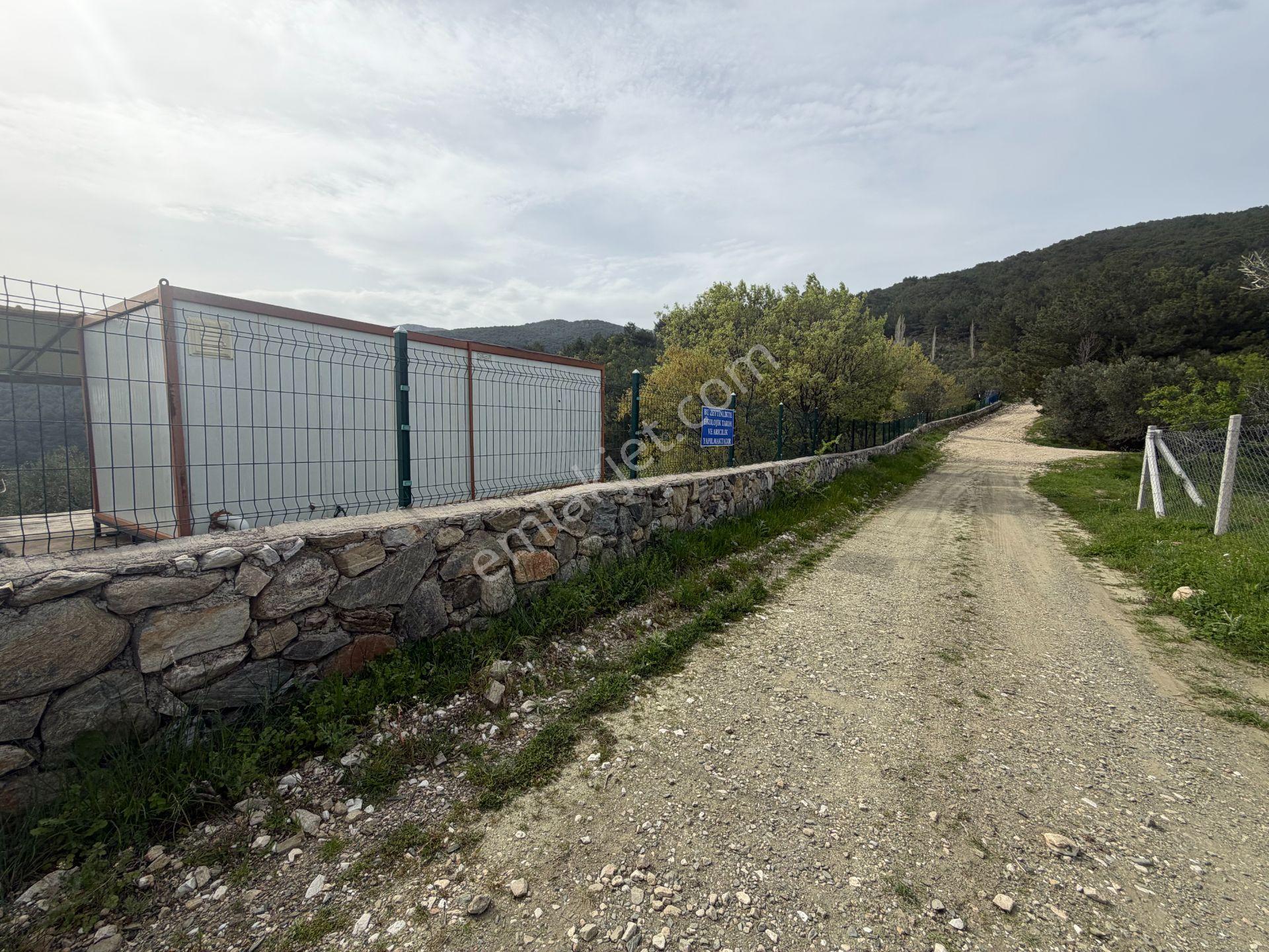 Mera Emlaktan Kızılkeçeli Köyü Müstakil Tapulu 6.197m2 Zeytinlik - Görsel 27