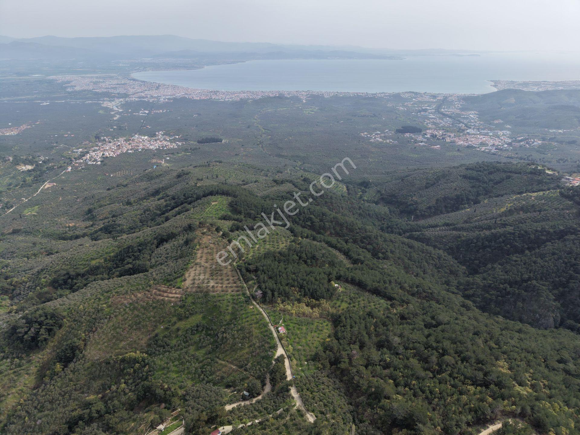 Mera Emlaktan Kızılkeçeli Köyü Müstakil Tapulu 6.197m2 Zeytinlik - Görsel 21
