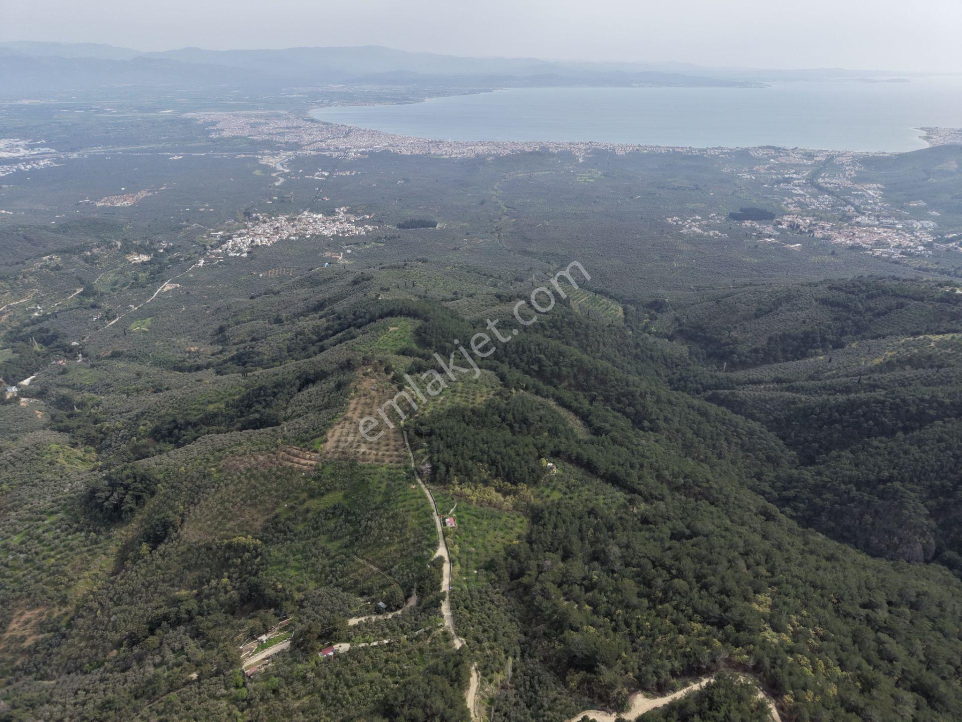 Mera Emlaktan Kızılkeçeli Köyü Müstakil Tapulu 6.197m2 Zeytinlik - Görsel 12