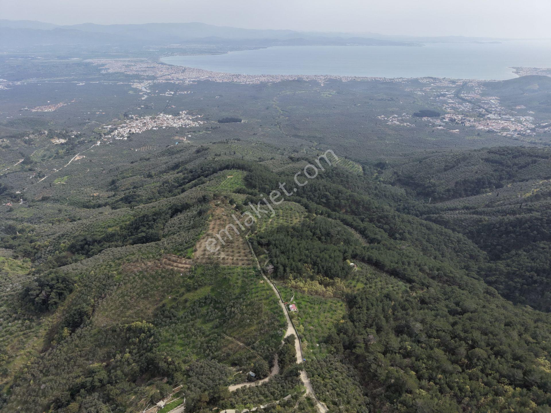 Mera Emlaktan Kızılkeçeli Köyü Müstakil Tapulu 6.197m2 Zeytinlik - Görsel 19