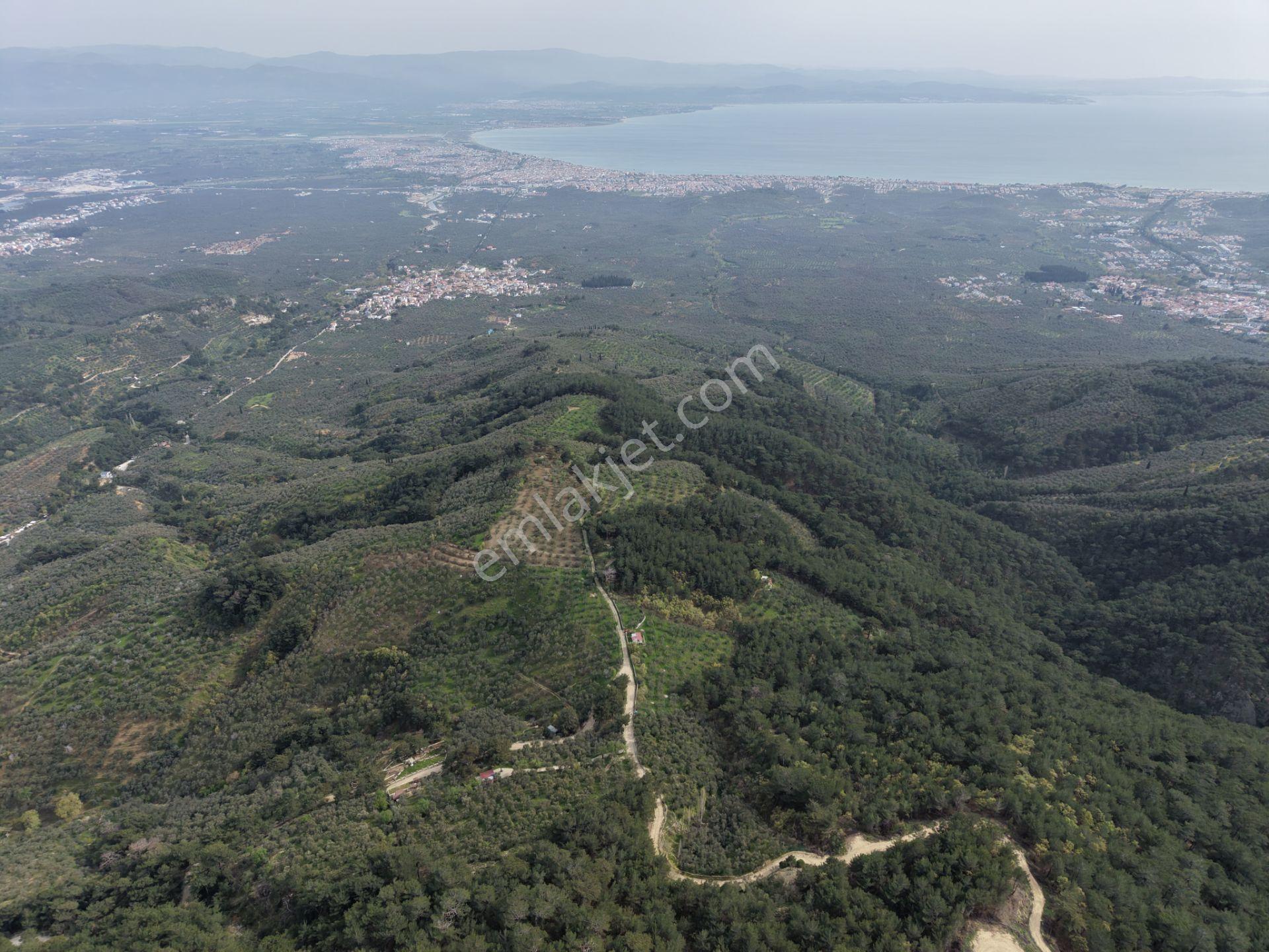 Mera Emlaktan Kızılkeçeli Köyü Müstakil Tapulu 6.197m2 Zeytinlik - Görsel 7