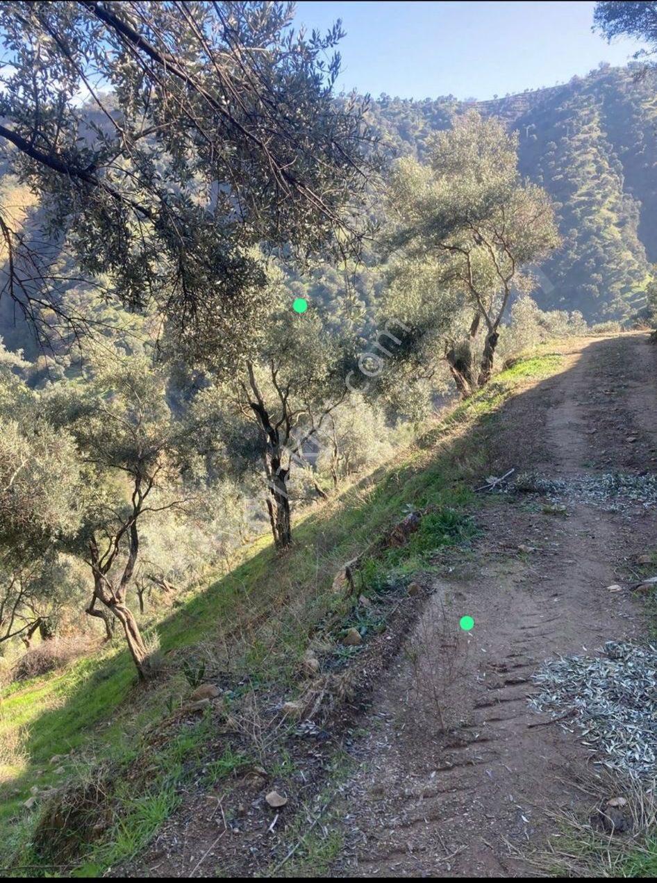 Atabey Emlak,tan Aydın Atça Kılavuzlarda Satılık Zeytinlik - Görsel 6
