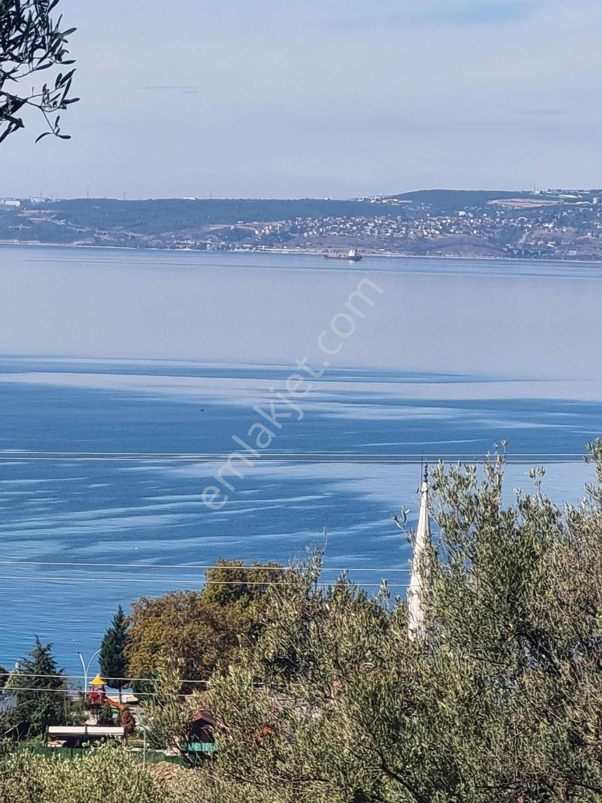 Tepeköy Mevkiinde Panoramik Deniz Manzaralı Zeytinlik 1733m² - Görsel 4