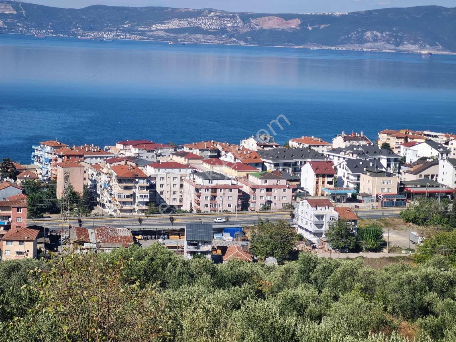Tepeköy Mevkiinde Panoramik Deniz Manzaralı Zeytinlik 1733m² - Görsel 14