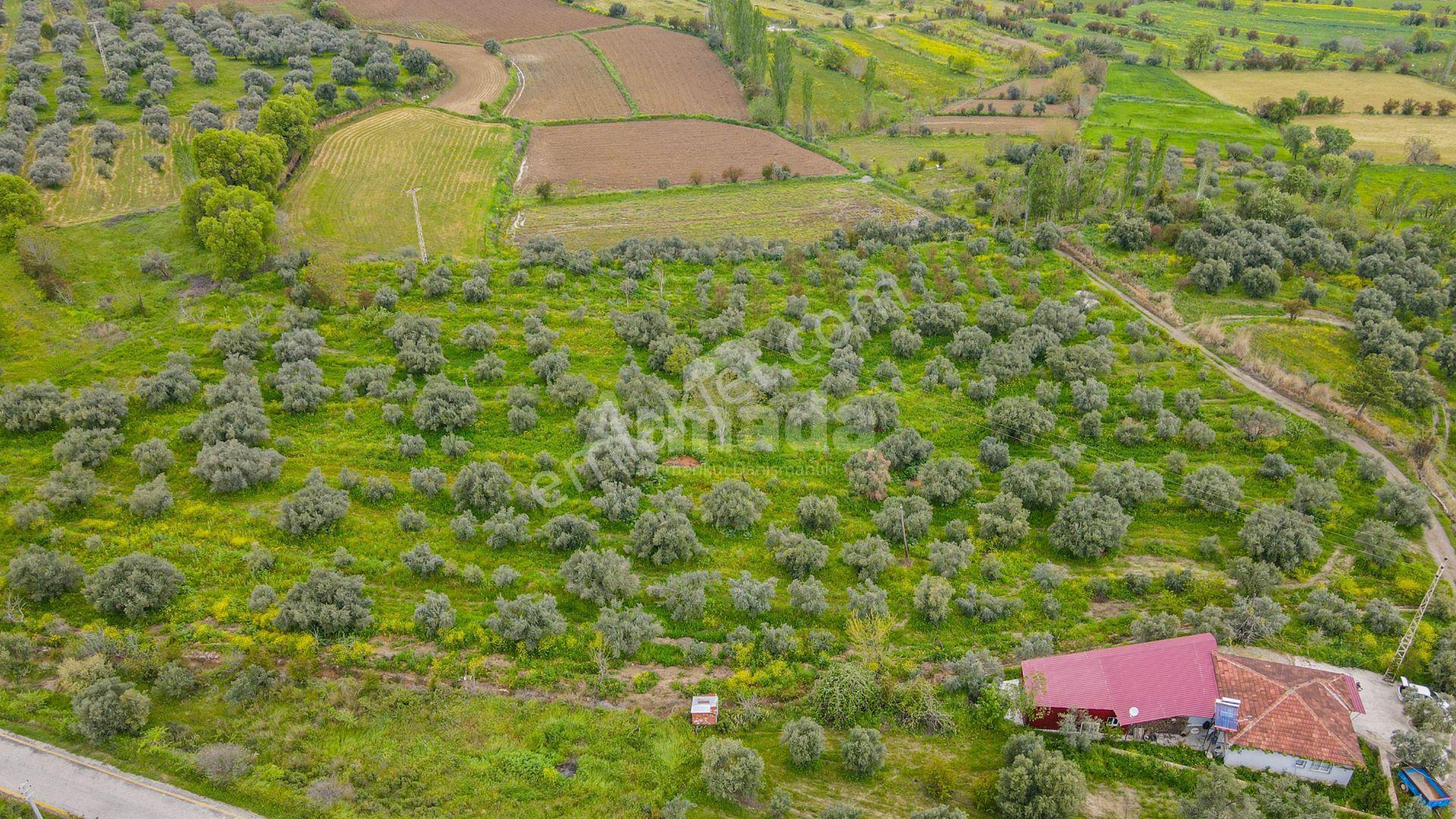 Aydın Karacasu'da Yatırımlık Arazi - Görsel 6