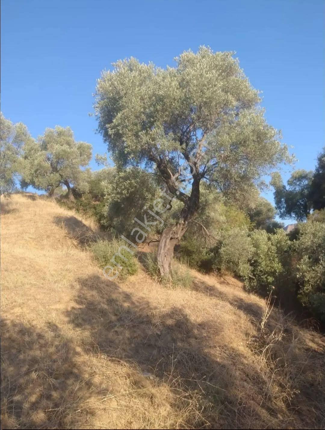 Atça /yağdere Köyü Satılık Za - Görsel 5