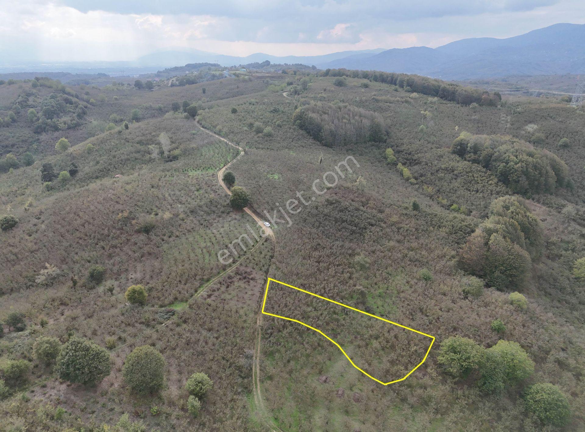 Güldere Köyü’nde 5.778 M² Satılık Fındık Bahçesi - Görsel 34