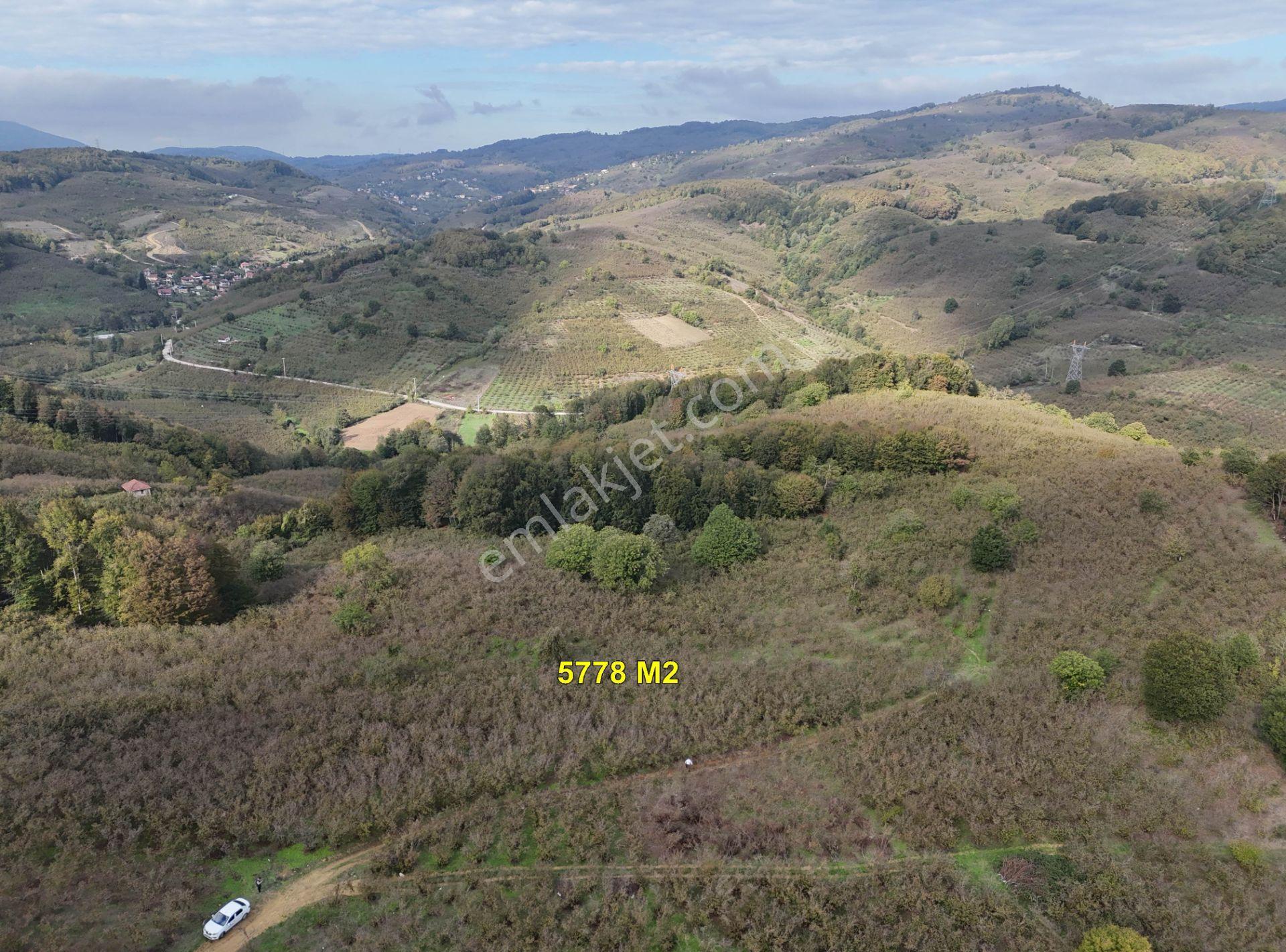 Güldere Köyü’nde 5.778 M² Satılık Fındık Bahçesi - Görsel 5
