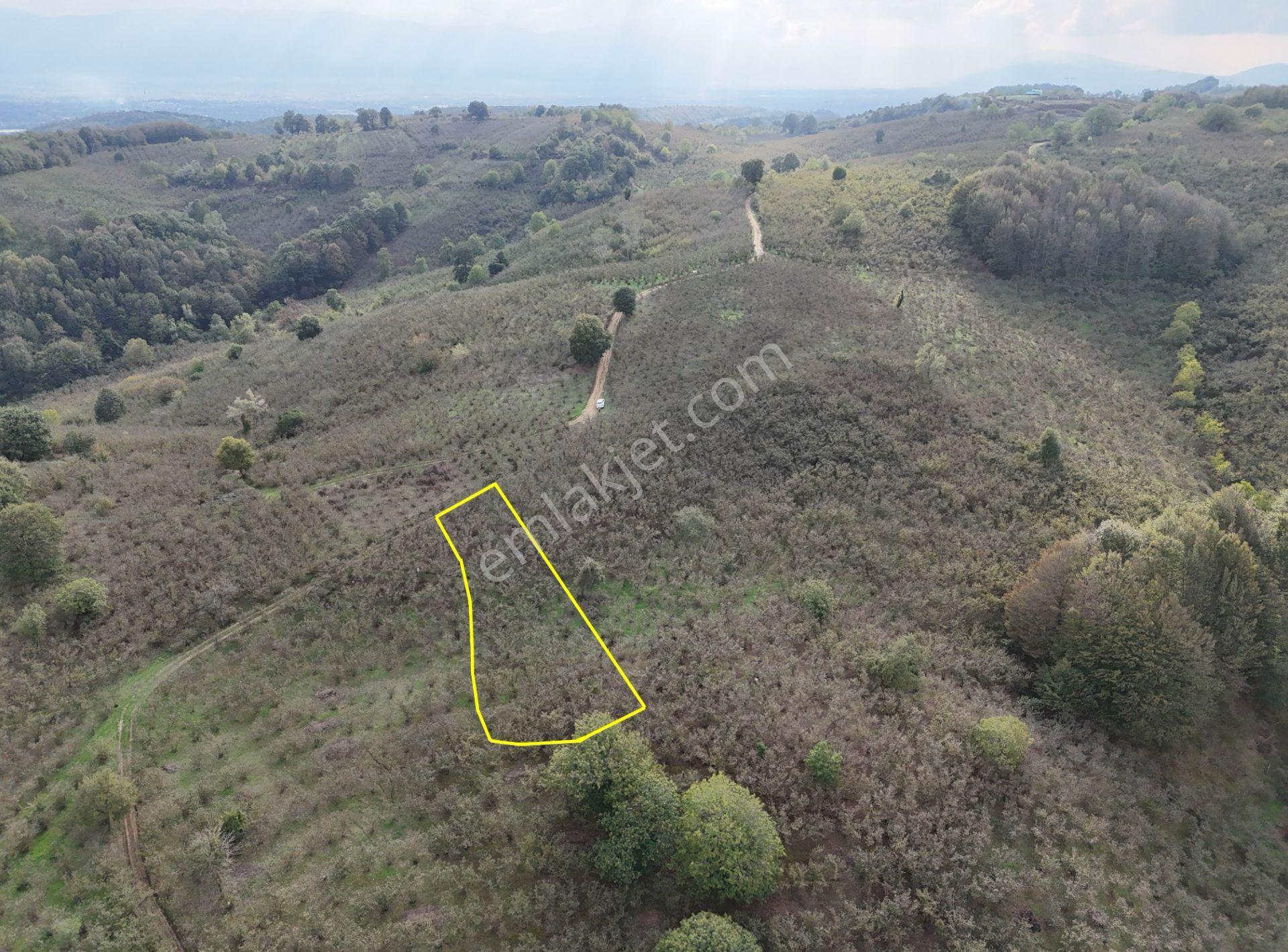 Güldere Köyü’nde 5.778 M² Satılık Fındık Bahçesi - Görsel 18