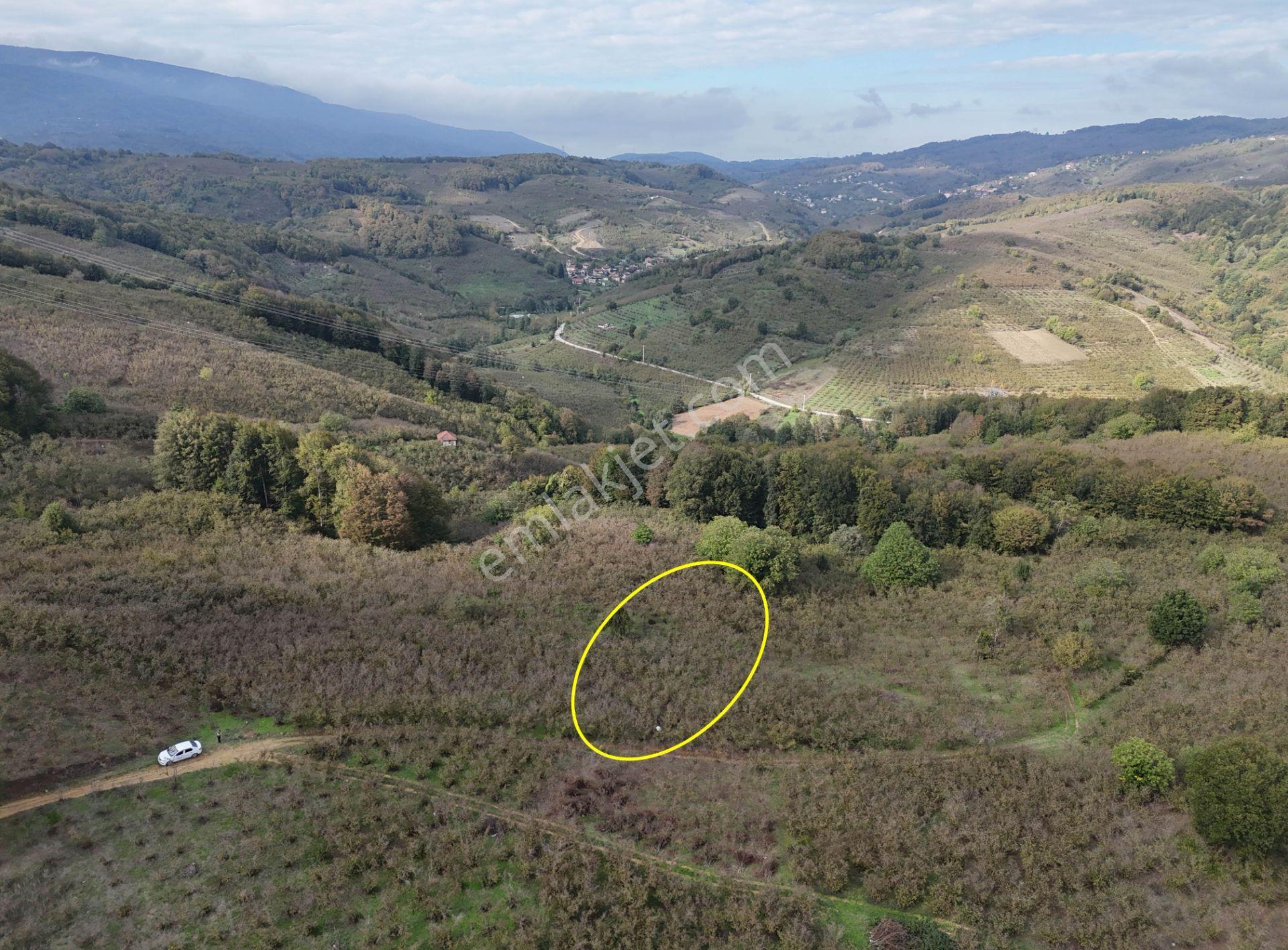 Güldere Köyü’nde 5.778 M² Satılık Fındık Bahçesi - Görsel 2