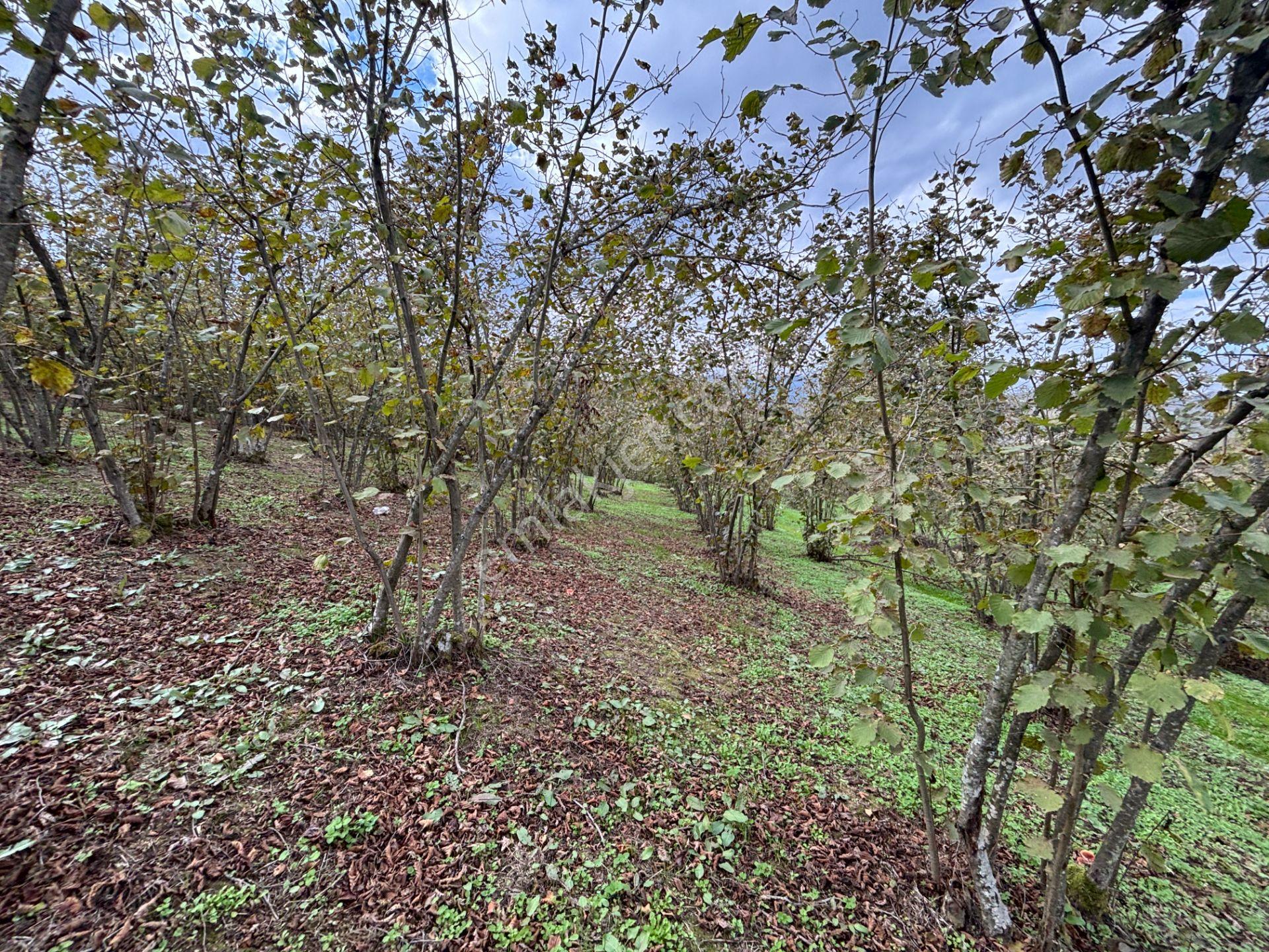 Güldere Köyü’nde 5.778 M² Satılık Fındık Bahçesi - Görsel 21
