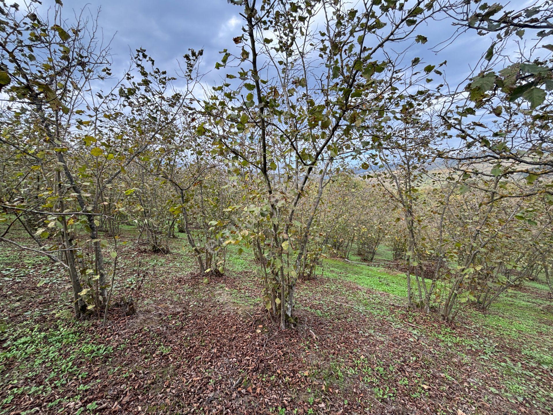 Güldere Köyü’nde 5.778 M² Satılık Fındık Bahçesi - Görsel 8