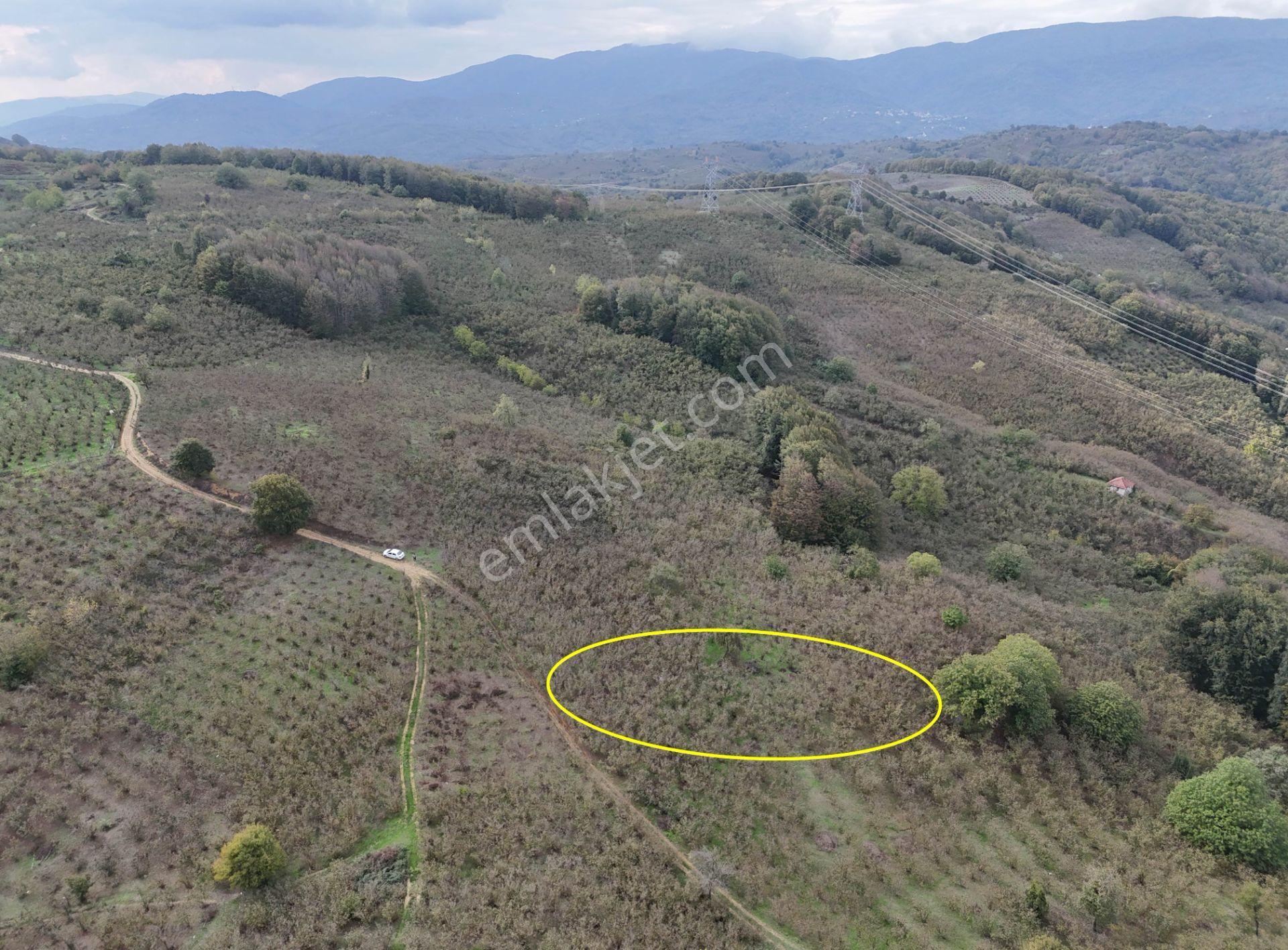 Güldere Köyü’nde 5.778 M² Satılık Fındık Bahçesi - Görsel 4