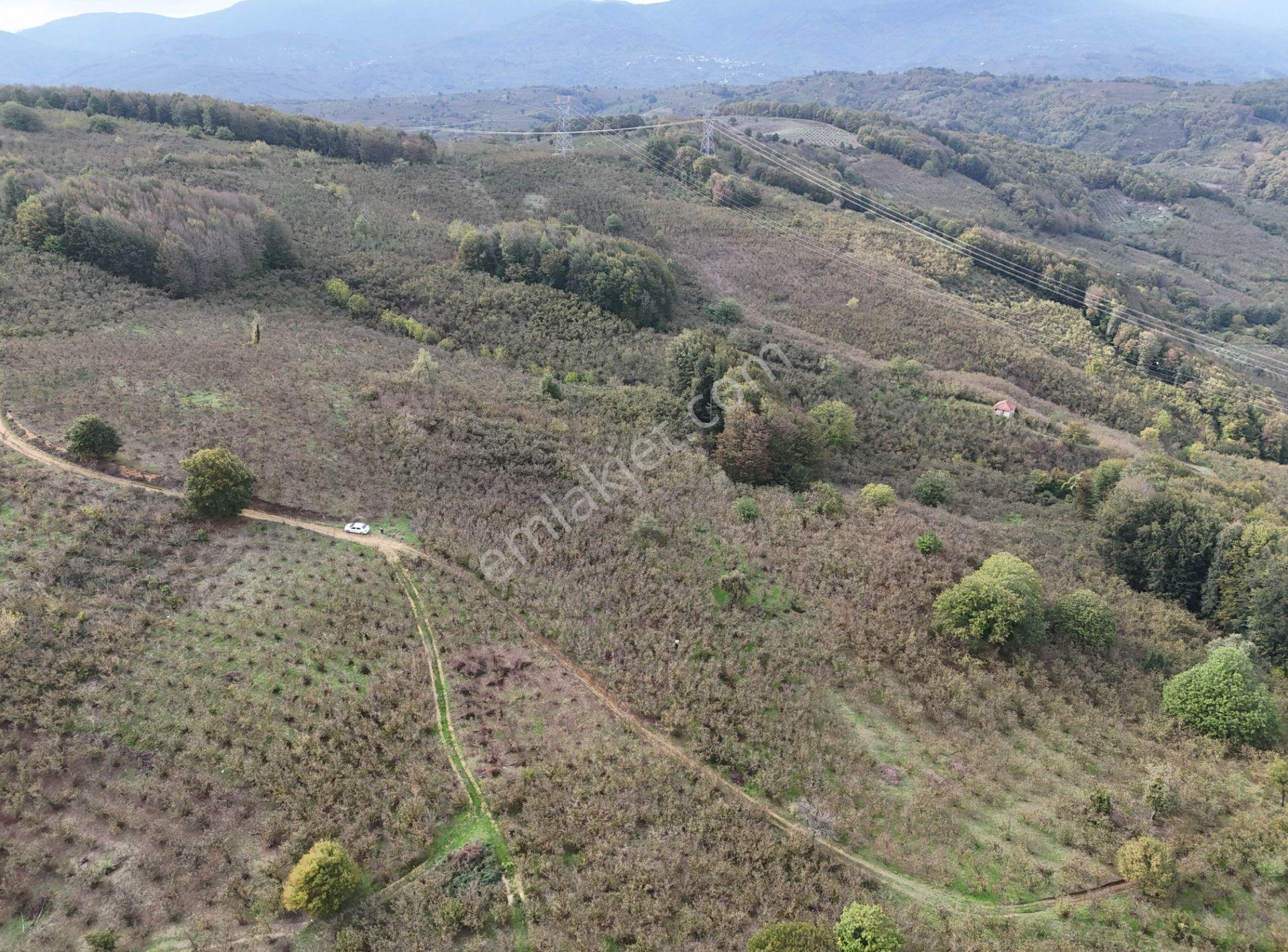 Güldere Köyü’nde 5.778 M² Satılık Fındık Bahçesi - Görsel 26