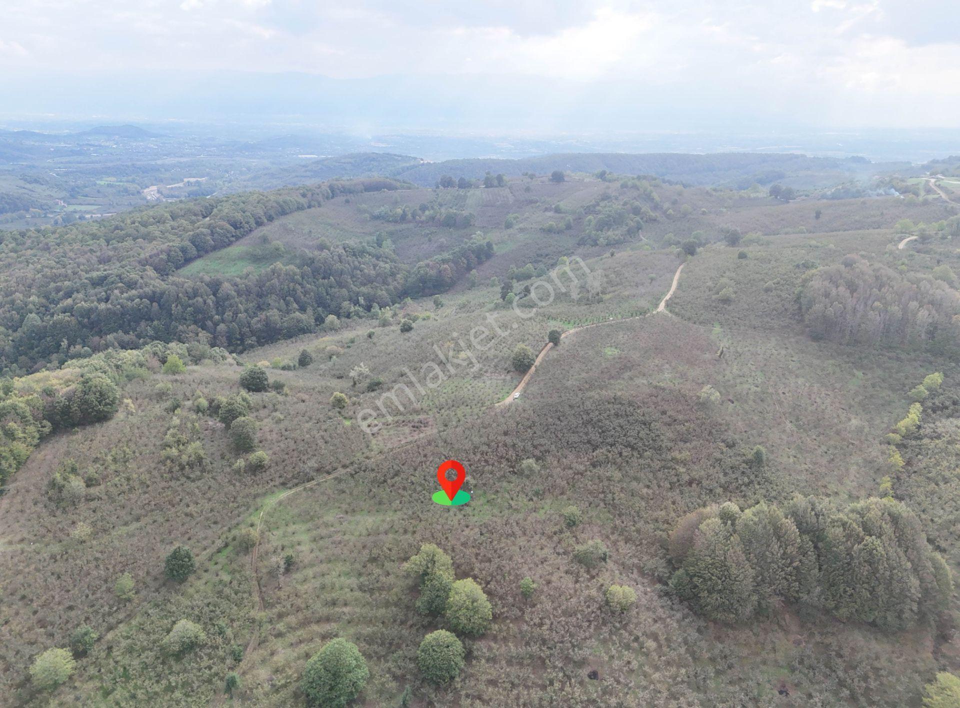 Güldere Köyü’nde 5.778 M² Satılık Fındık Bahçesi - Görsel 27