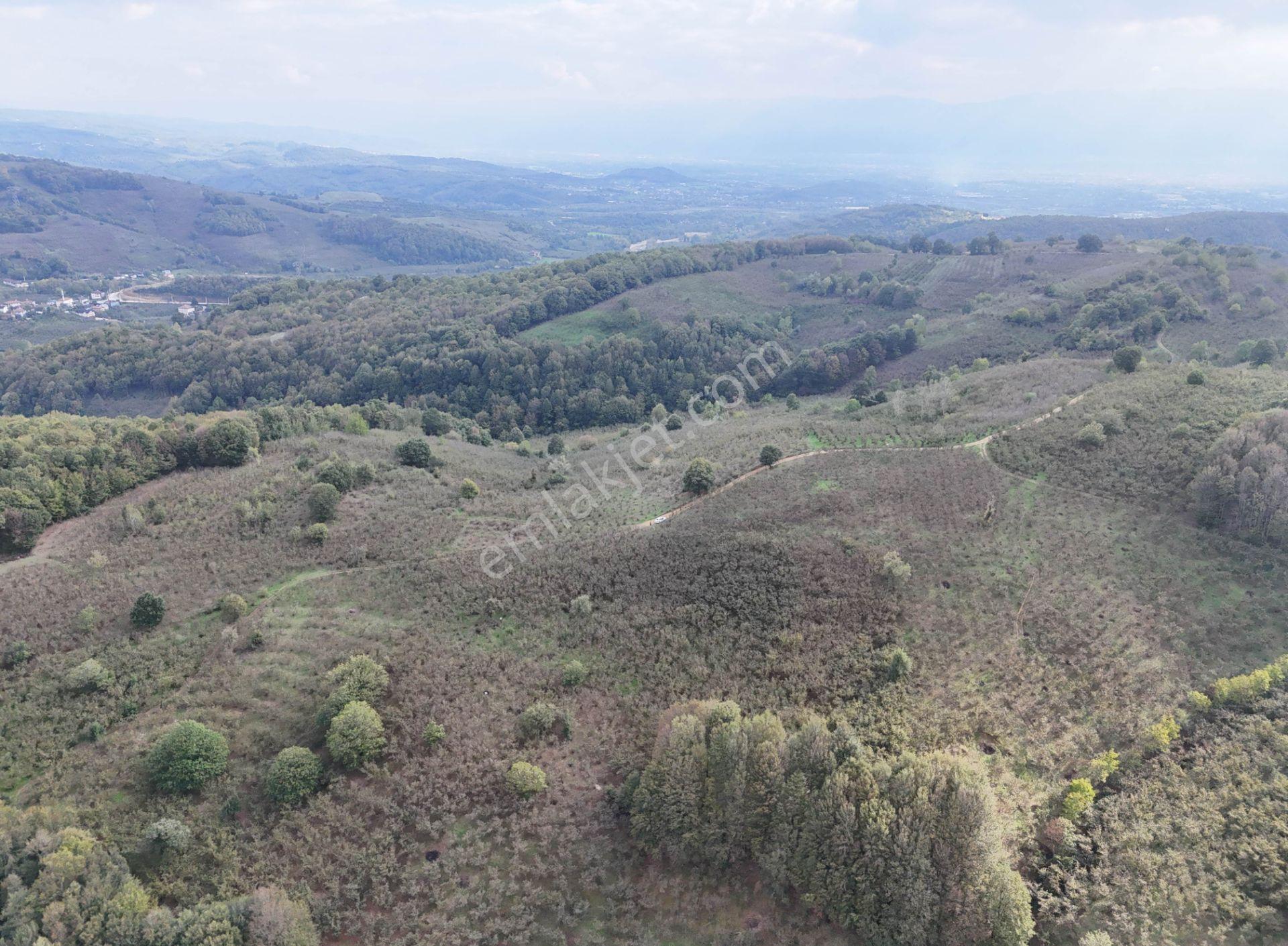 Güldere Köyü’nde 5.778 M² Satılık Fındık Bahçesi - Görsel 16