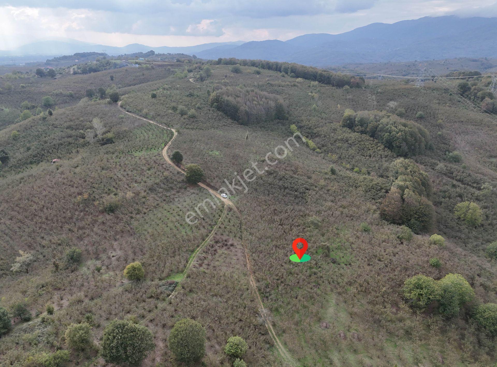 Güldere Köyü’nde 5.778 M² Satılık Fındık Bahçesi - Görsel 13