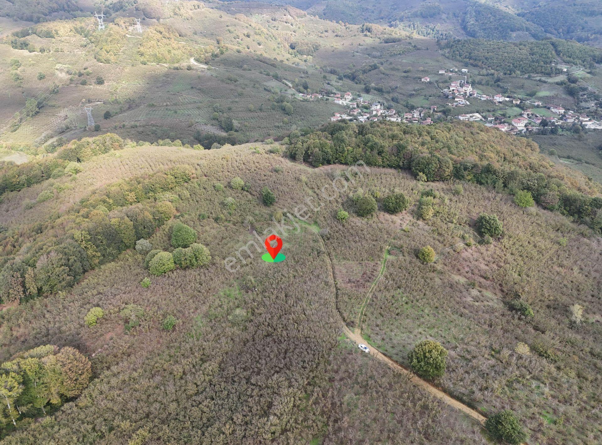 Güldere Köyü’nde 5.778 M² Satılık Fındık Bahçesi - Görsel 28