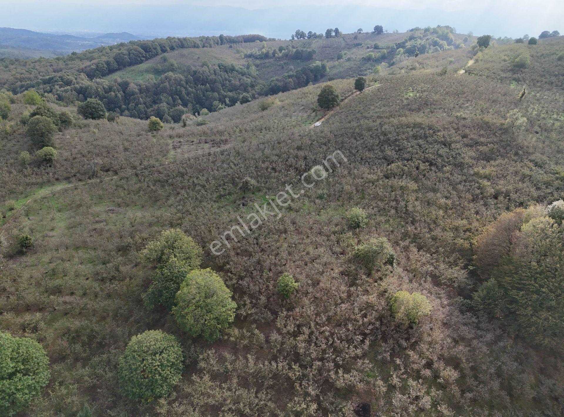 Güldere Köyü’nde 5.778 M² Satılık Fındık Bahçesi - Görsel 31