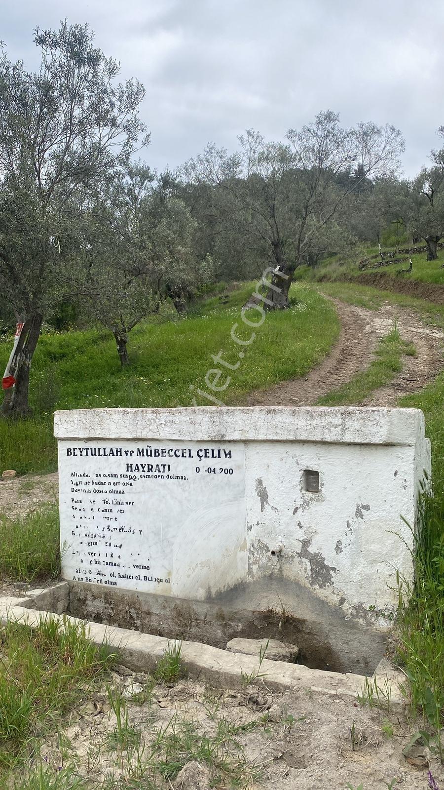 Turpa Arxesten Dikili Samanlık Köyde Asfalta Sıfır Zeytinlitarla - Görsel 2