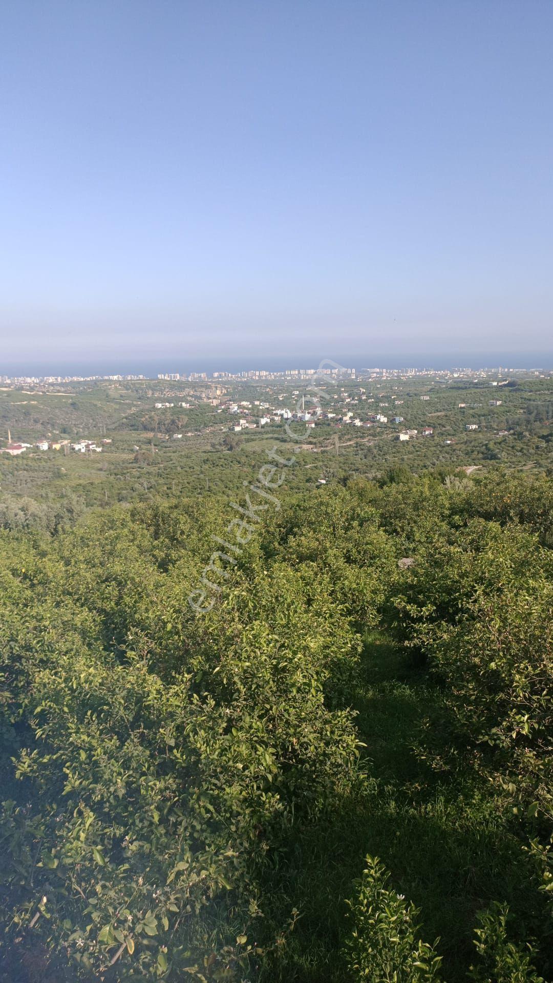 Mersin Erdemli Hacıhalil Arpaç Mah.de Satılık 783 M.kare Tarla-bahçe - Görsel 7