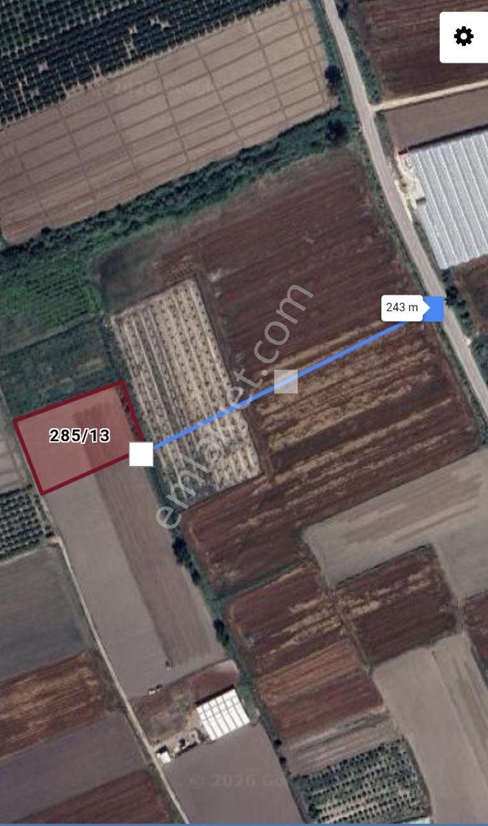 Antalya Serik Bogazkent*satılık Avakado Bahçesi* - Görsel 26