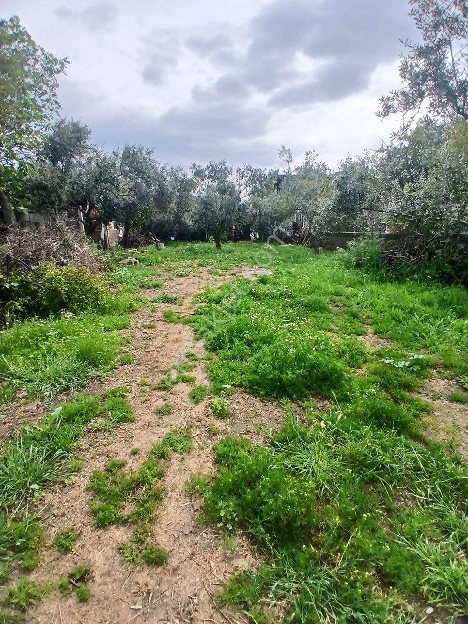 İzmir Bayındır Çırpıda 850m2 Arsa İçinde 3+1 Ev Satılık - Görsel 34