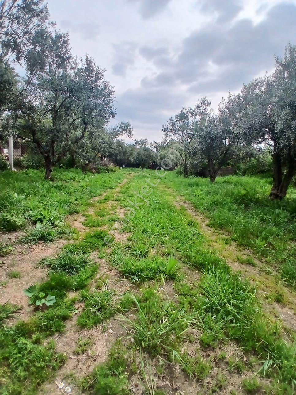 İzmir Bayındır Çırpıda 850m2 Arsa İçinde 3+1 Ev Satılık - Görsel 28