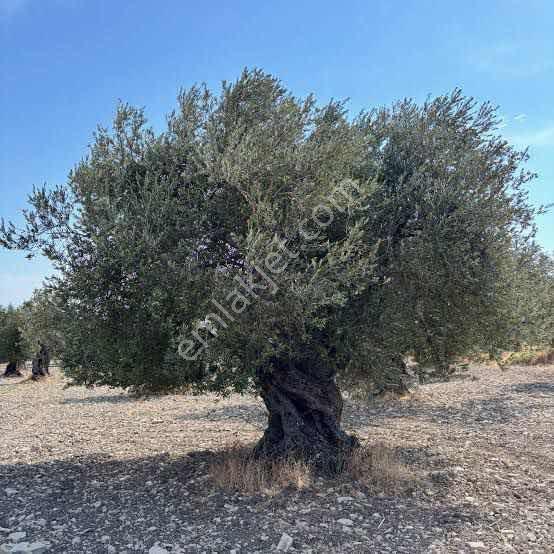 Ayvalık Murateli Mahallesinde Satılık Zeytinlik