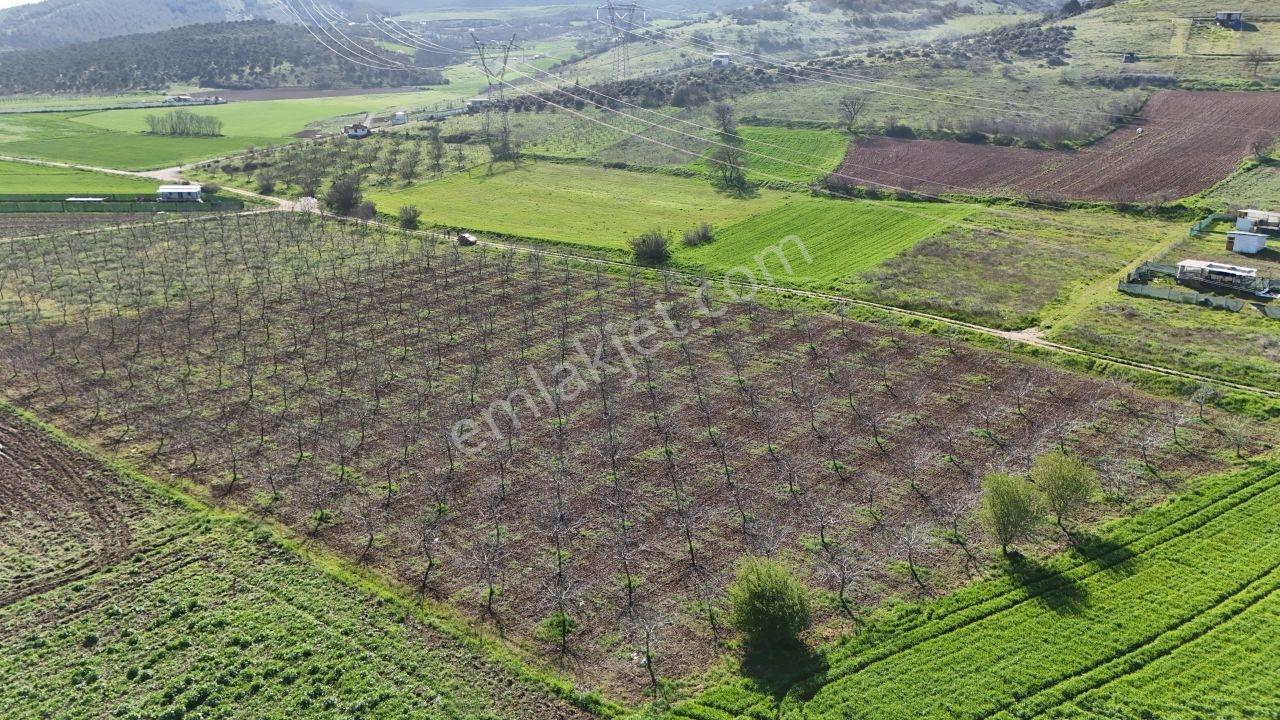 Yenişehir Koyunhisarda Satılık Verimli Ceviz Bahçesi - Görsel 6