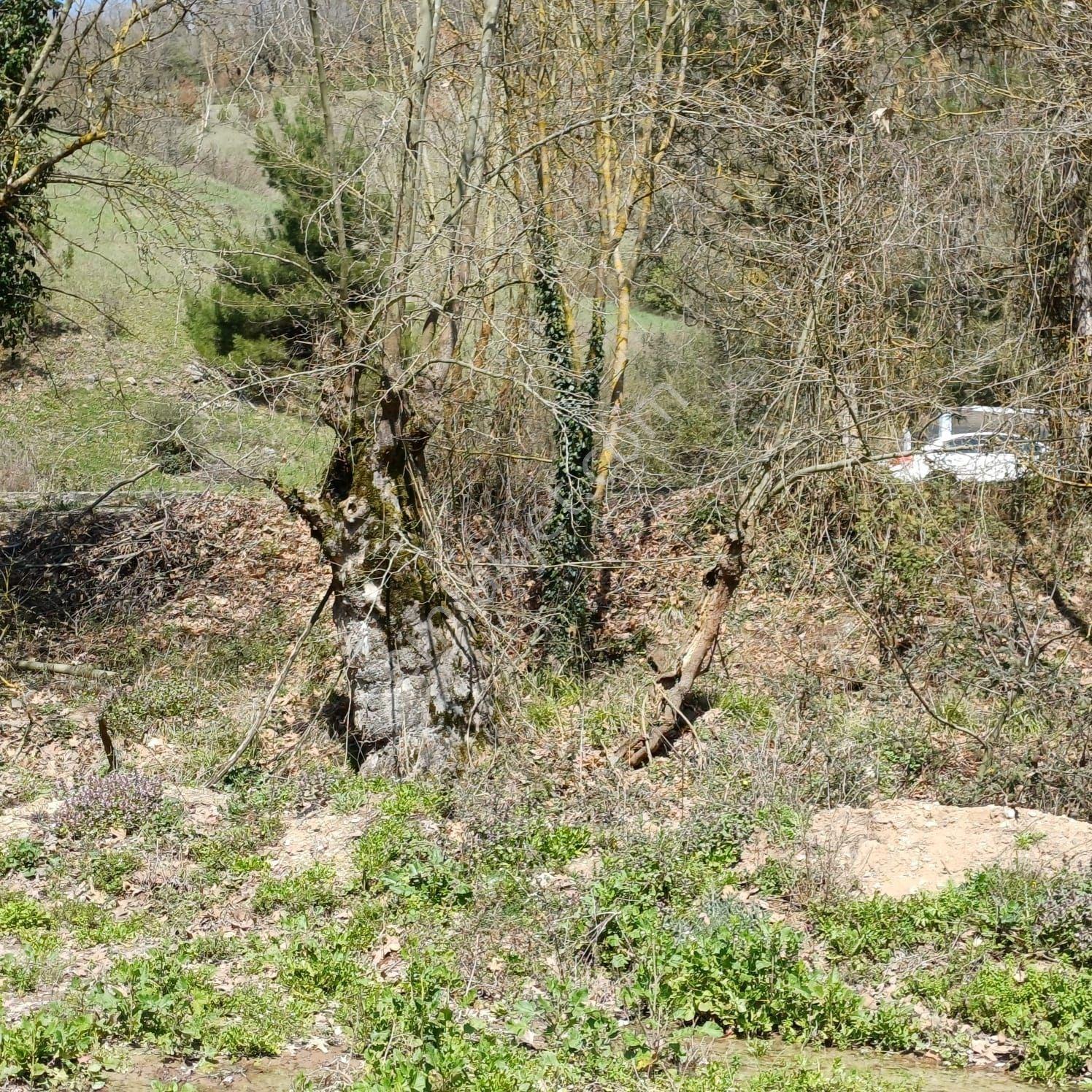 Çanakkale Yenice Güzel Oba Mahallesi Ana Yola Sıfır Satılık Tarla - Görsel 11