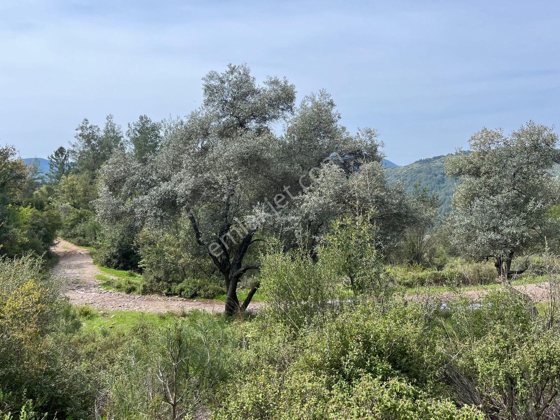 Karia Uygarlığı İzlerinde Yatırımlık 20.249 M² Satılık Tarla - Görsel 22