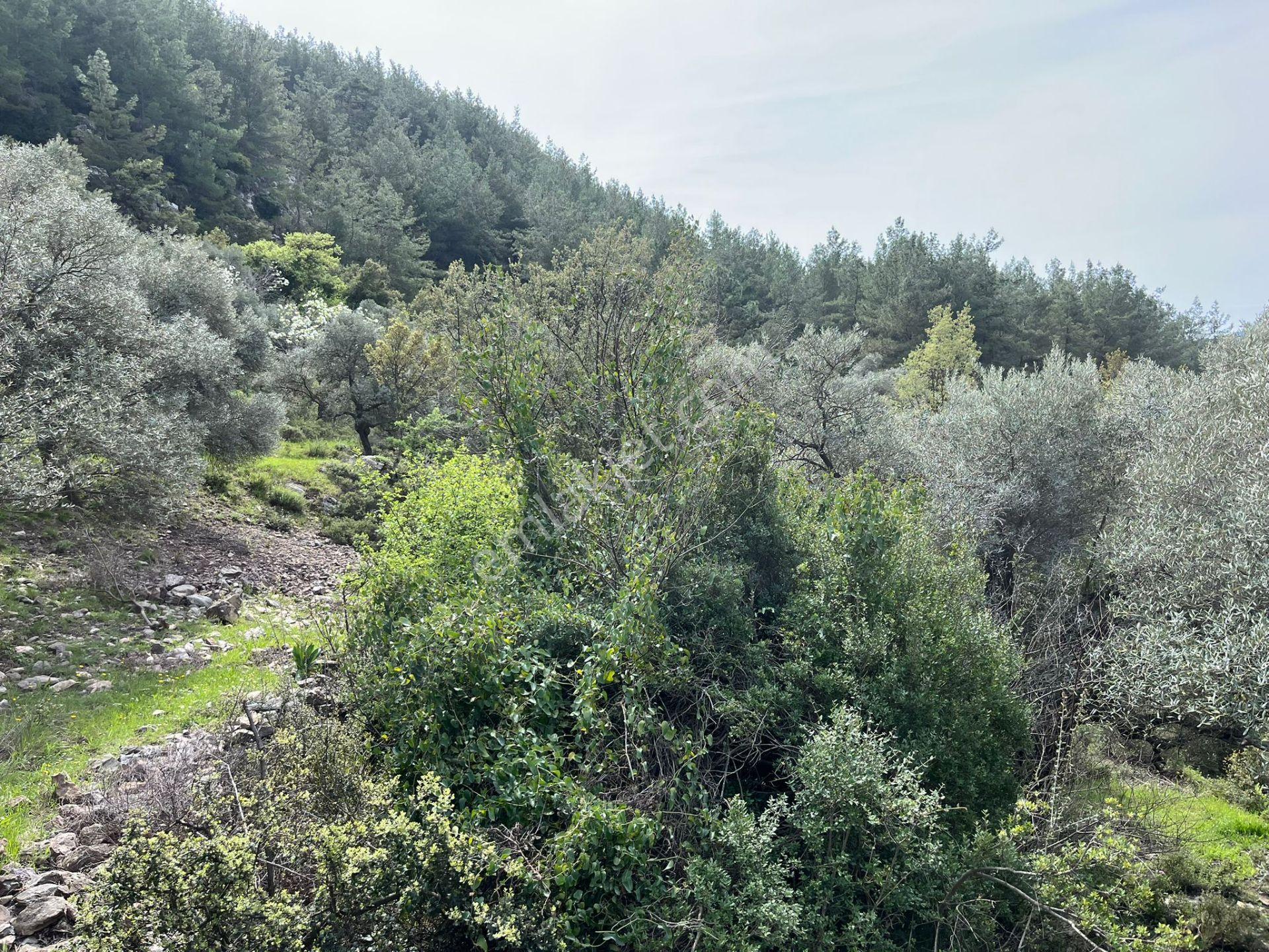 Karia Uygarlığı İzlerinde Yatırımlık 20.249 M² Satılık Tarla - Görsel 17