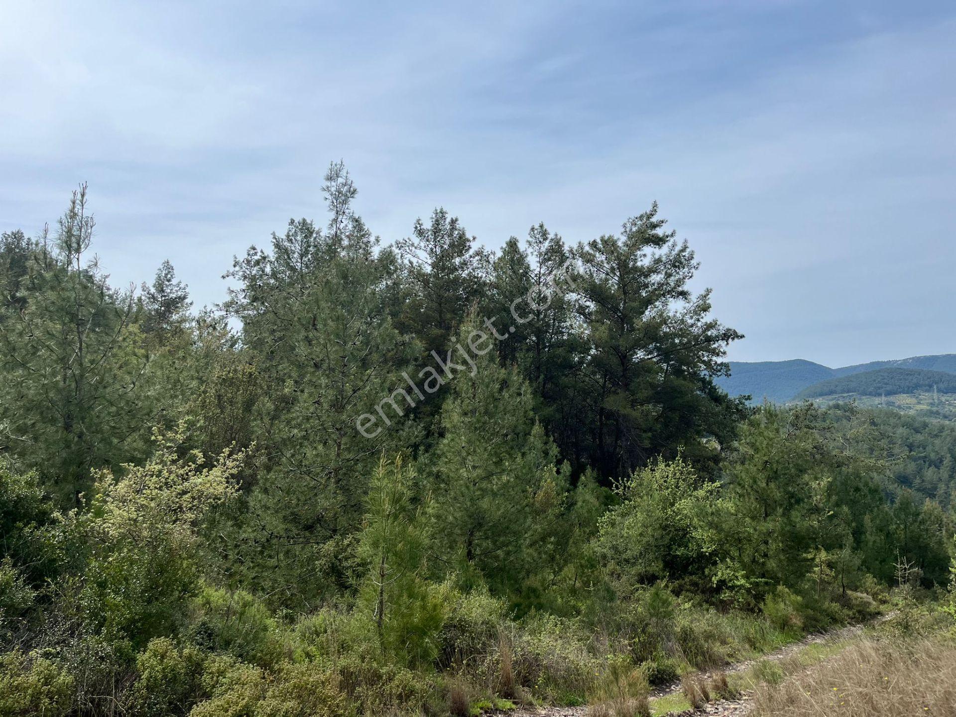 Karia Uygarlığı İzlerinde Yatırımlık 20.249 M² Satılık Tarla - Görsel 27