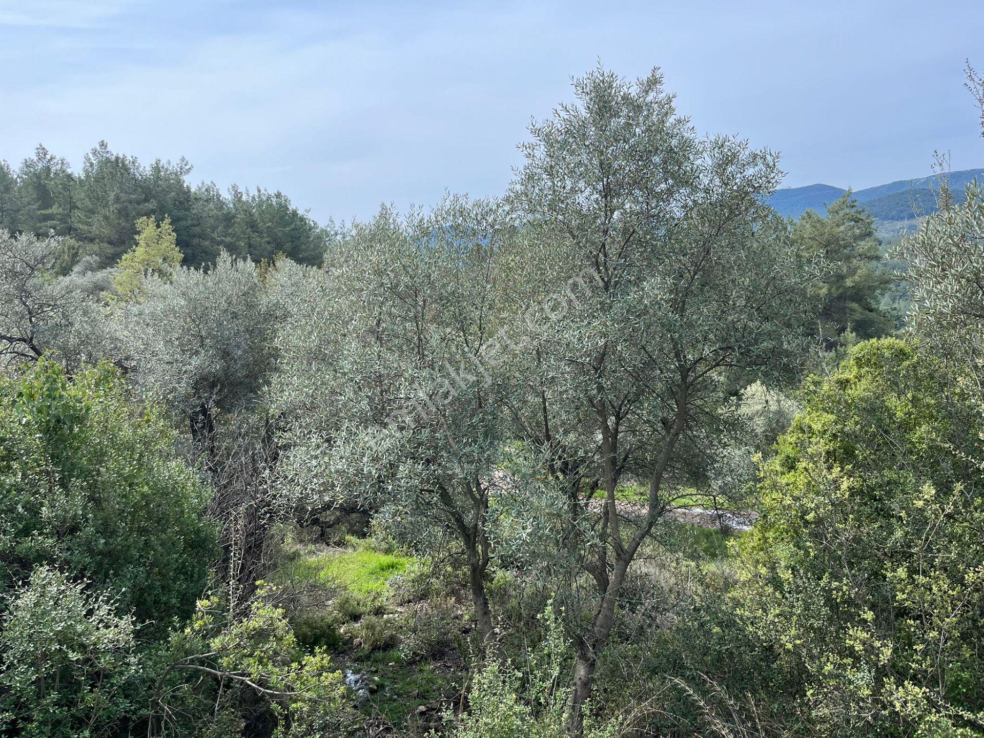 Karia Uygarlığı İzlerinde Yatırımlık 20.249 M² Satılık Tarla - Görsel 16