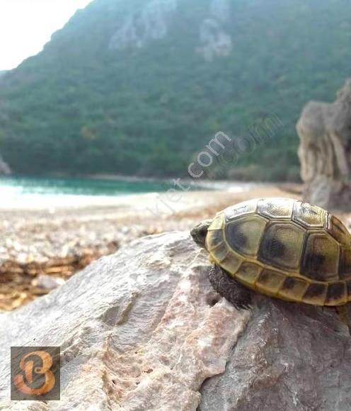 Antalya Kumluca Belen Kiralık Doğa İçinde Müstakil Ev... - Görsel 28
