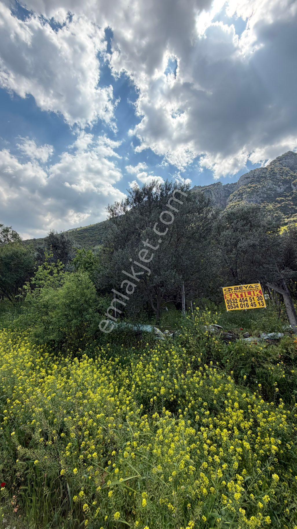 Uncu Bozköy Mh 1.200 M2 Turgutlu Asfaltına Sıfır Fırsat Zeytinlik - Görsel 10