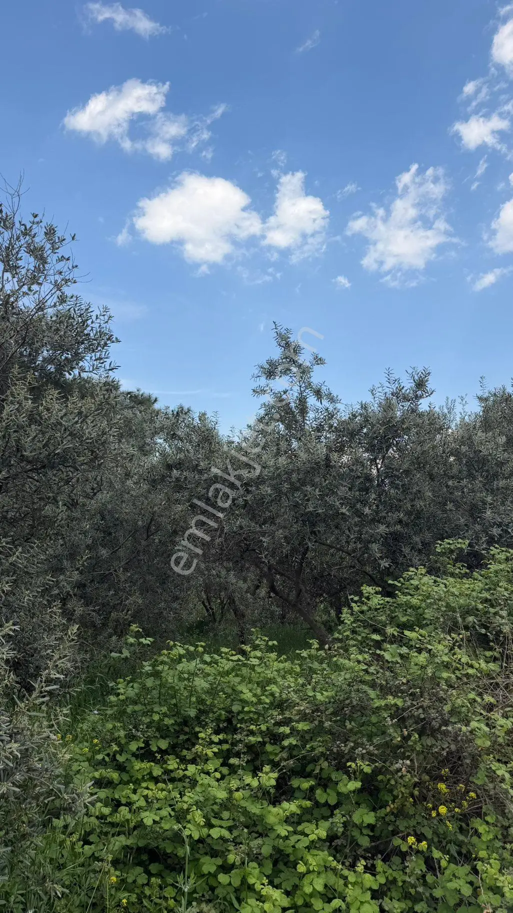 Uncu Bozköy Mh 1.200 M2 Turgutlu Asfaltına Sıfır Fırsat Zeytinlik