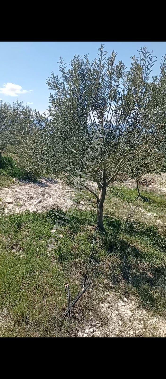Acil Satılık Domat Zeytin Bahçesi - Görsel 2